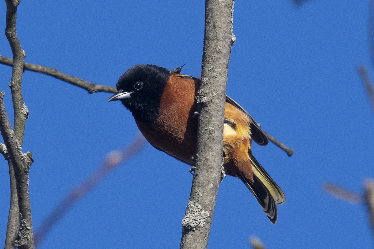 Orchard Oriole - ML231839061