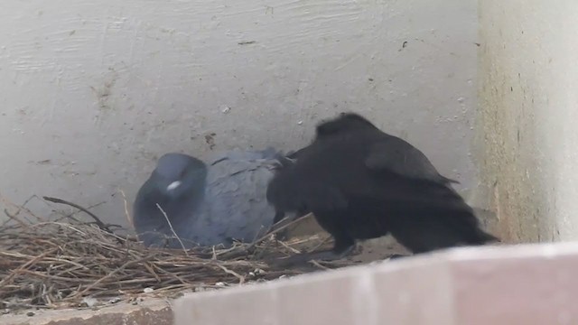 Rock Pigeon (Feral Pigeon) - ML231839381