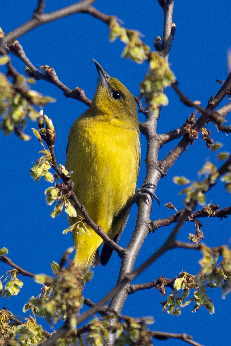 Orchard Oriole - ML231842181