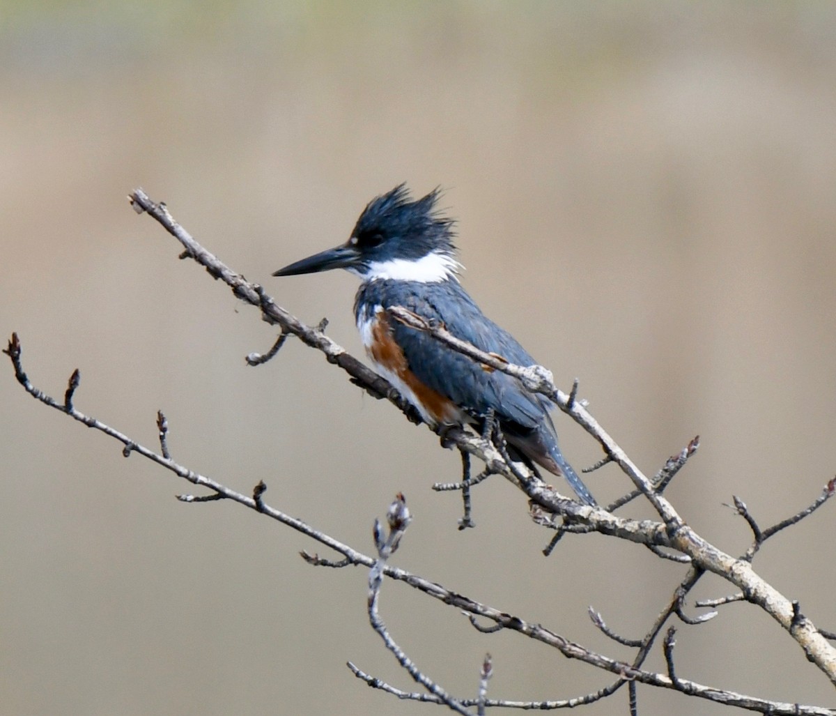 Belted Kingfisher - David Campbell