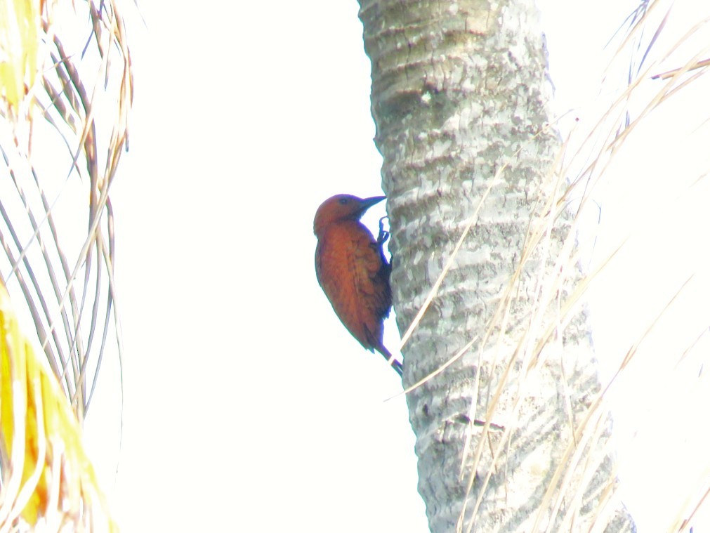 Rufous Woodpecker - Sumesh PB