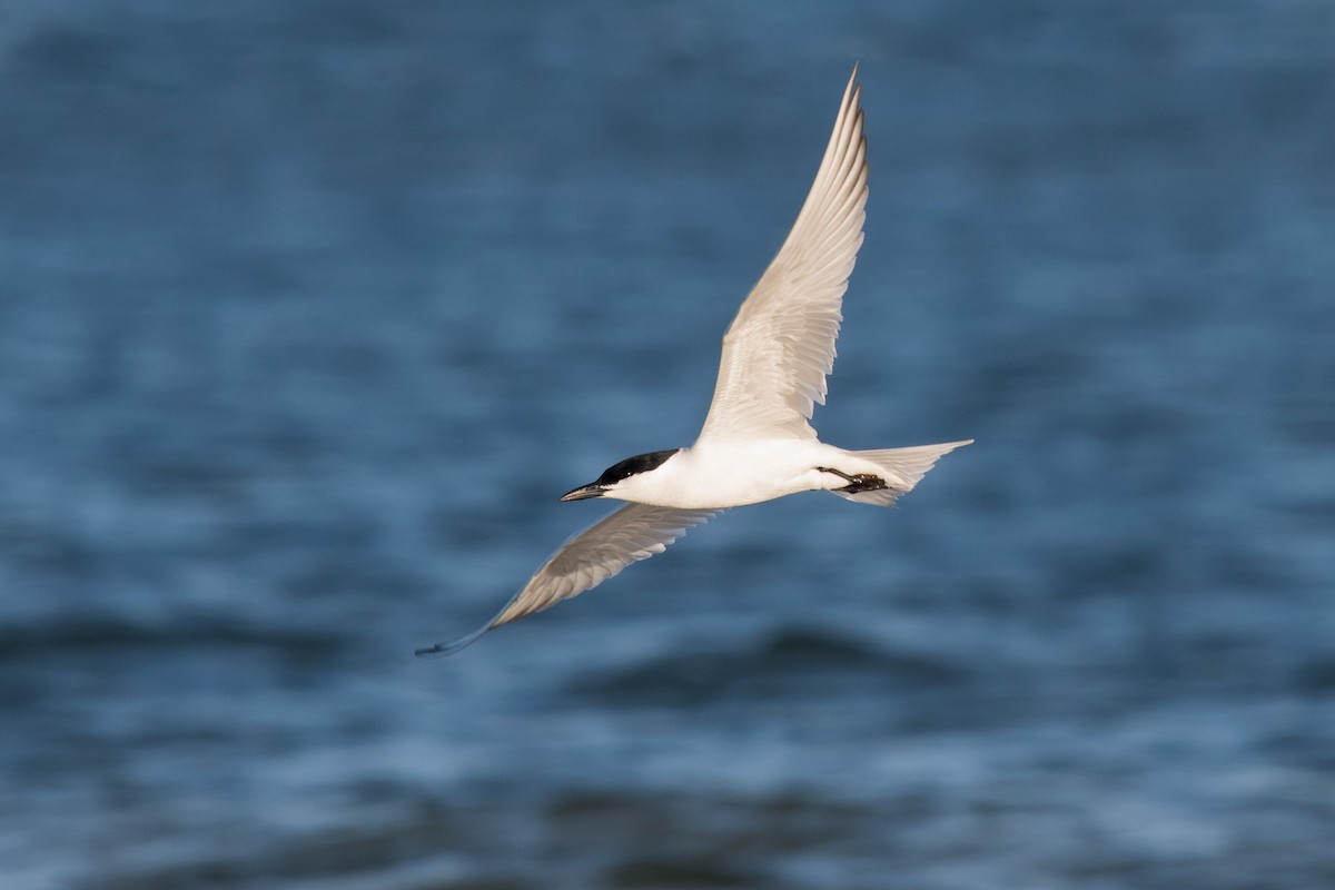 Gull-billed Tern - Melissa James