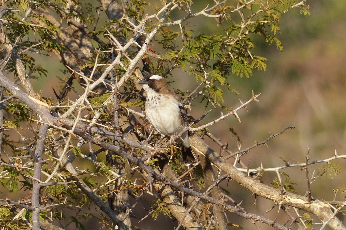 White-browed Sparrow-Weaver - ML231853291