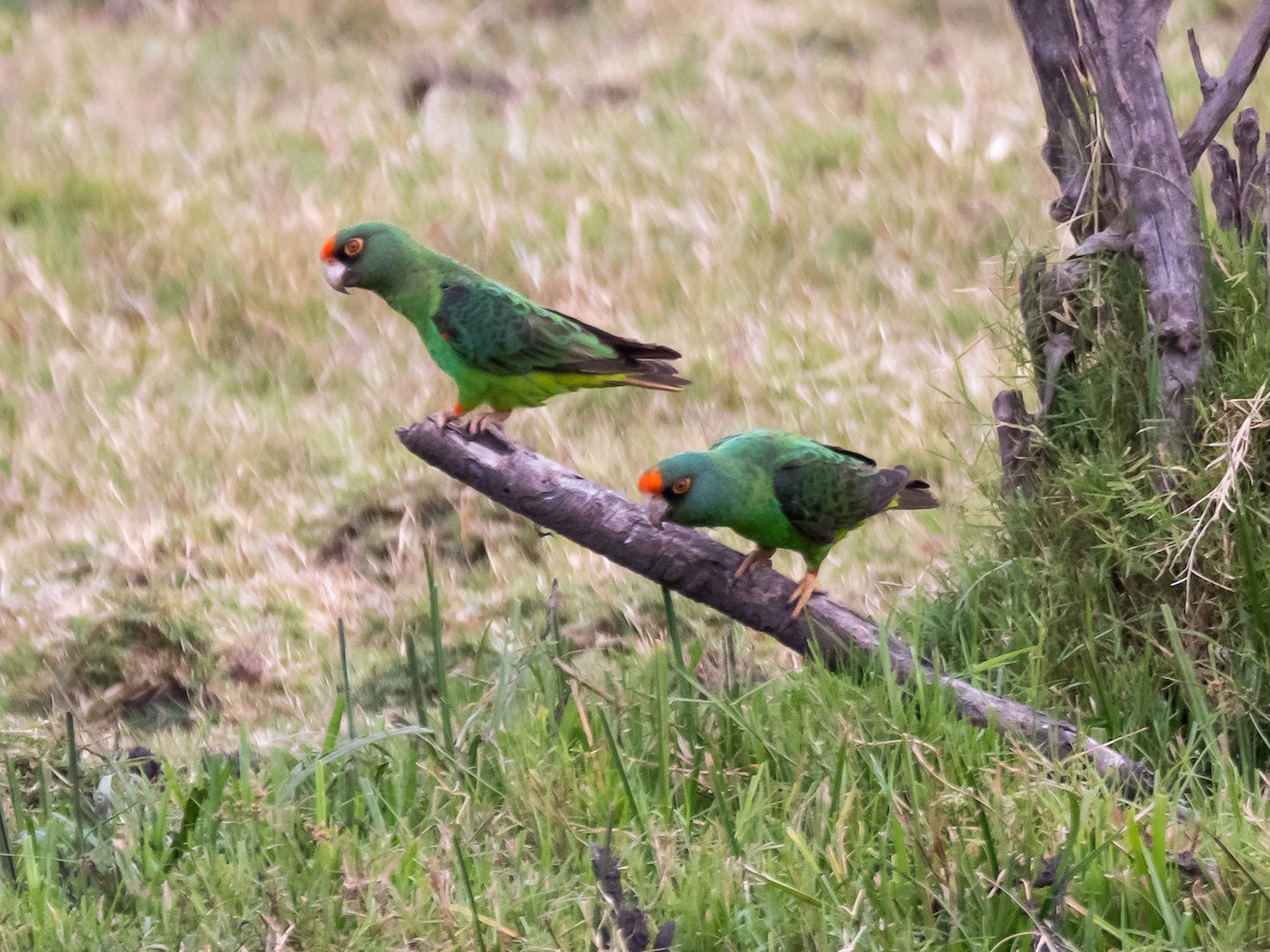 Red-fronted Parrot - Ken Nickerson