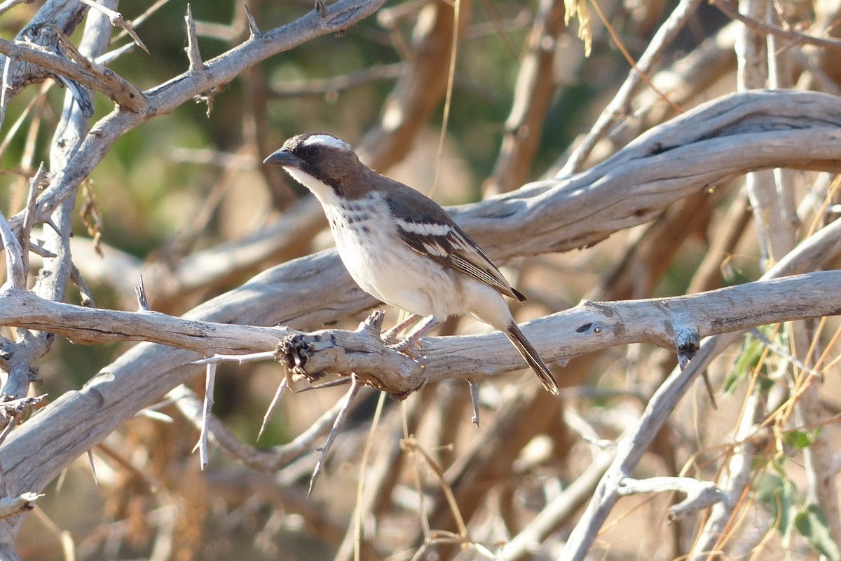White-browed Sparrow-Weaver - ML231853531
