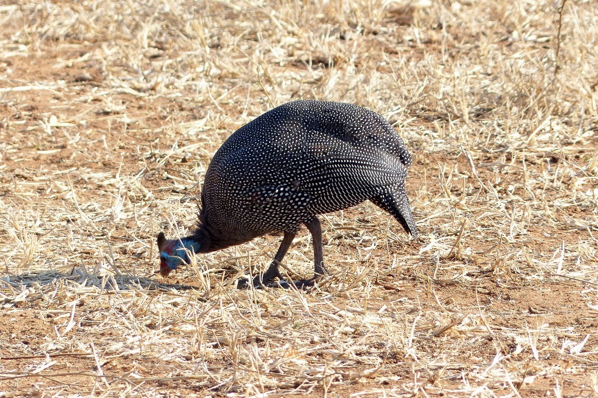 Helmeted Guineafowl - Andy Frank