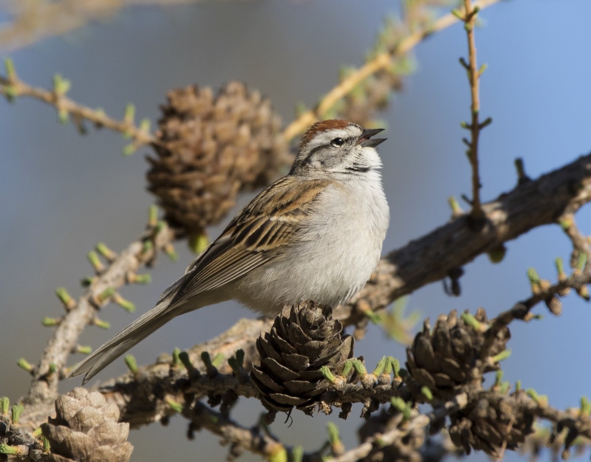 Chipping Sparrow - ML231859881