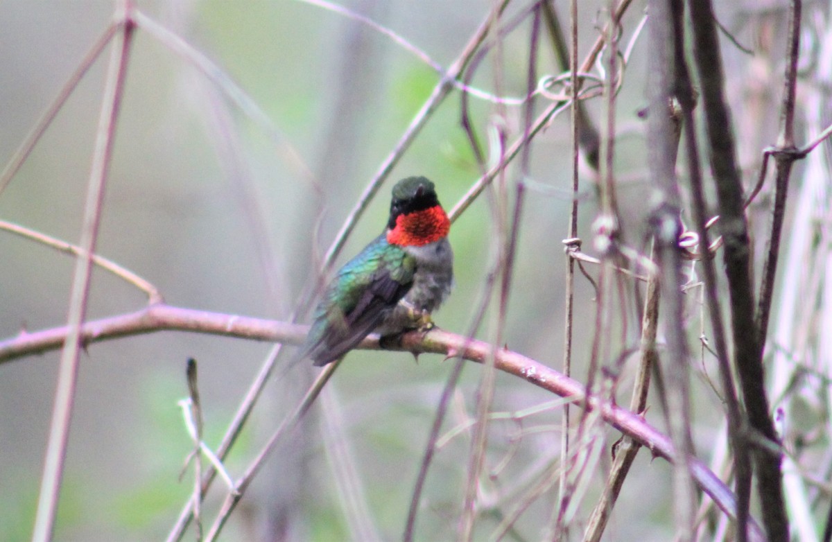Ruby-throated Hummingbird - ML231861281