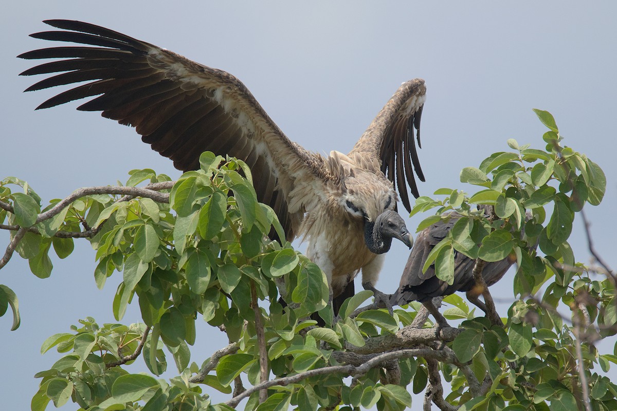 Slender-billed Vulture - Ayuwat Jearwattanakanok