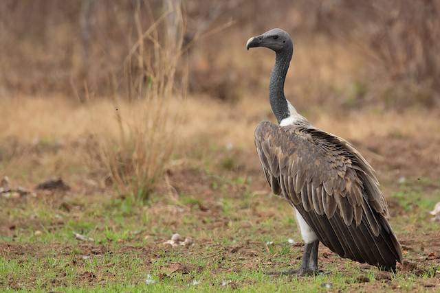 Possible confusion species: &nbsp;Slender-billed Vulture (<em class="SciName notranslate">Gyps tenuirostris</em>). - Slender-billed Vulture - 