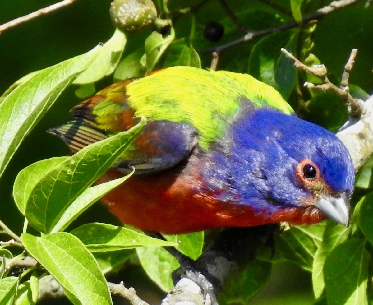 Painted Bunting - ML231864501