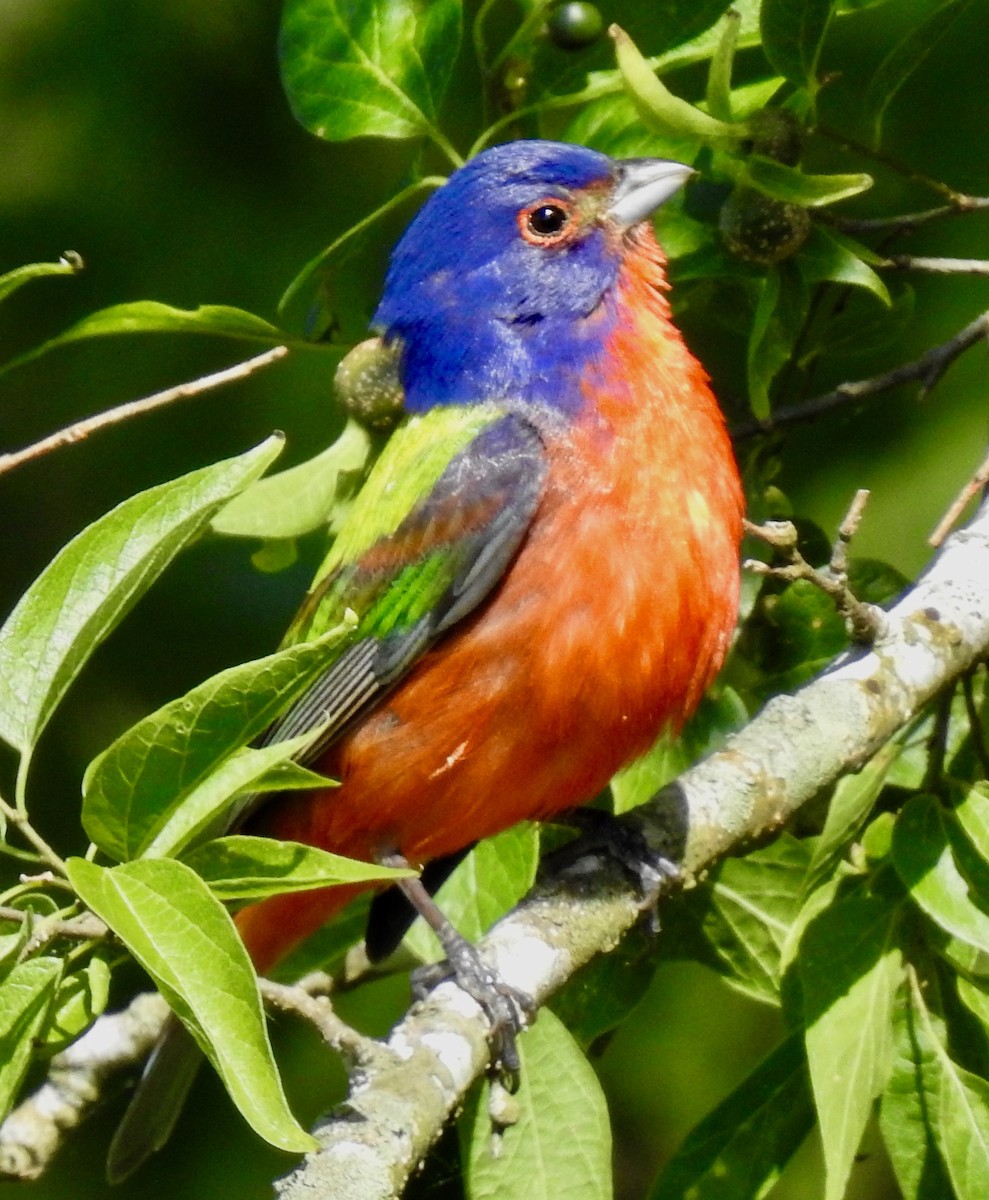Painted Bunting - ML231864511