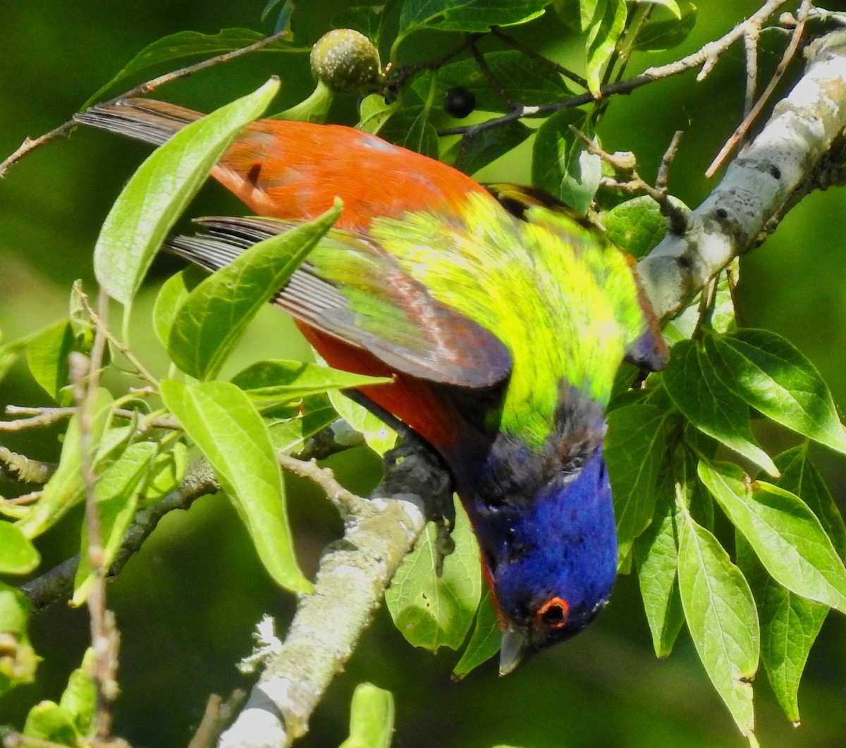Painted Bunting - ML231864521
