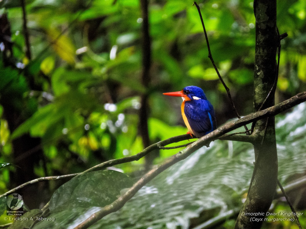 Dimorphic Dwarf-Kingfisher - Erickson Tabayag
