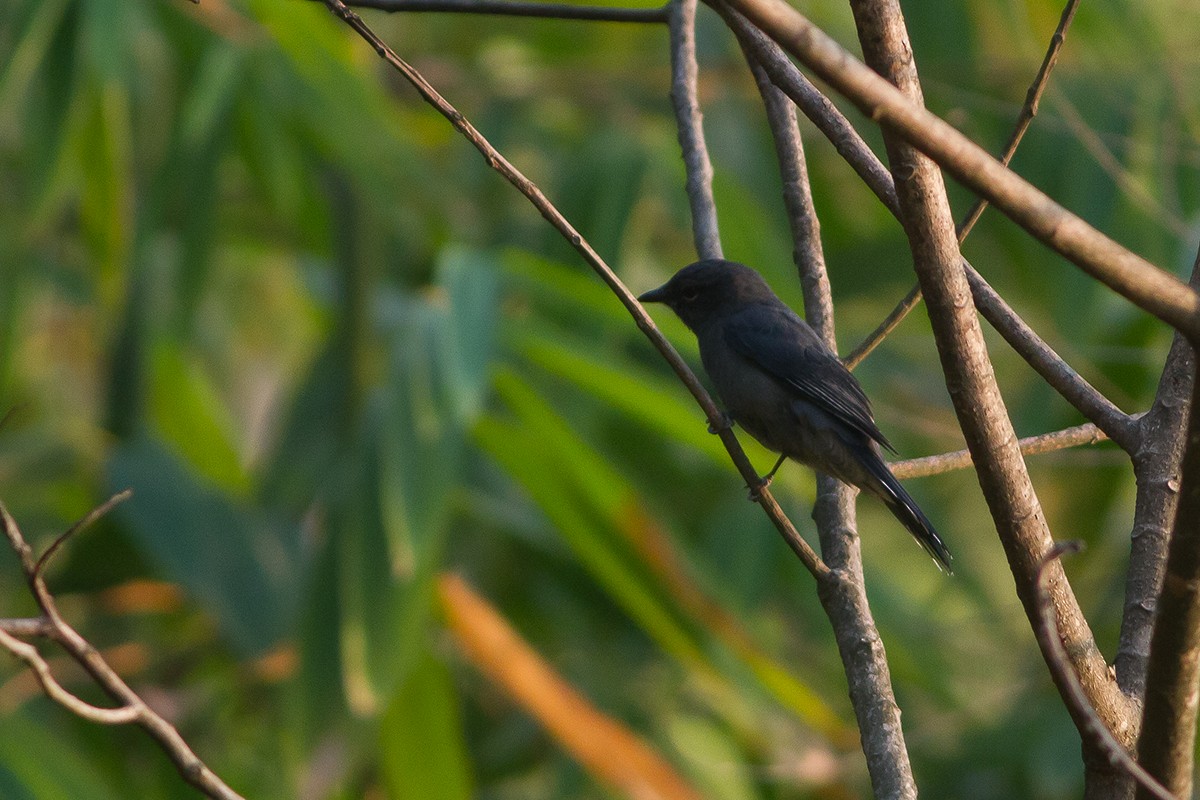 Black-winged Cuckooshrike - Dibyendu Ash