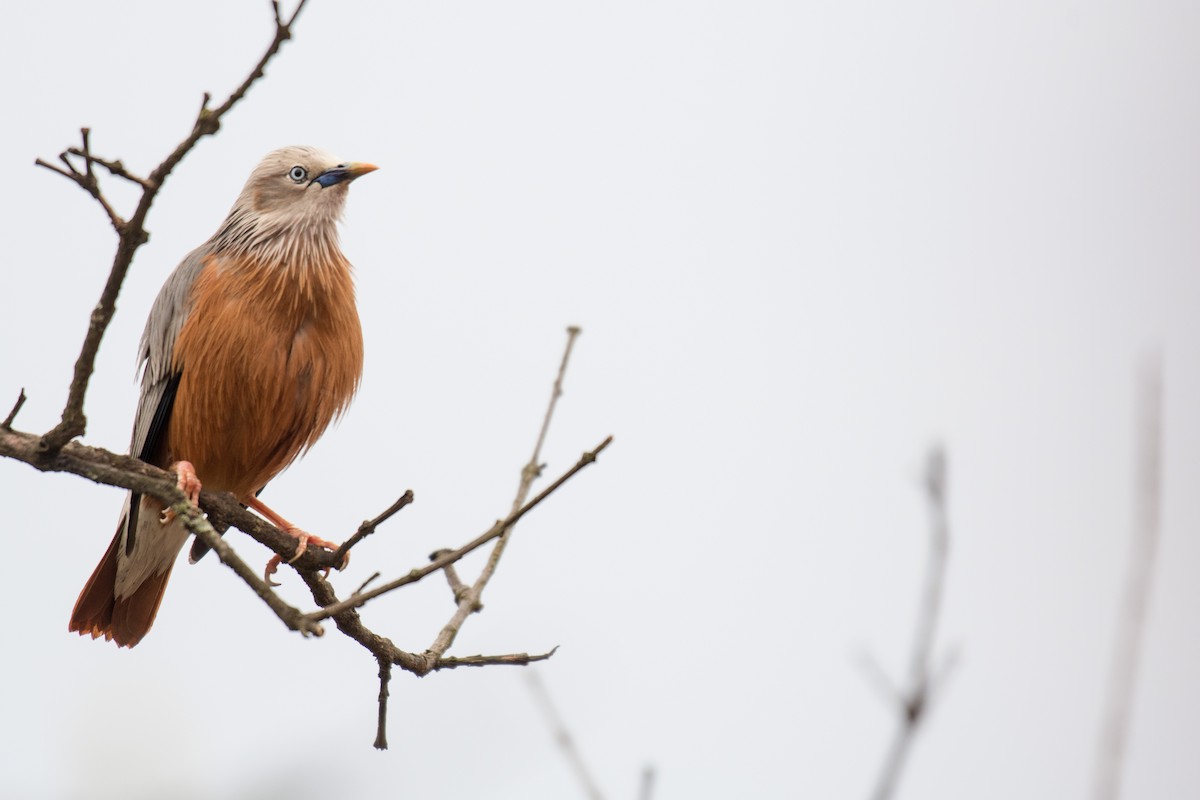 Chestnut-tailed Starling - ML231871591