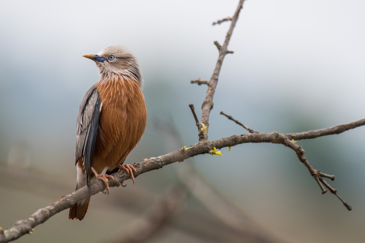 Chestnut-tailed Starling - ML231871611