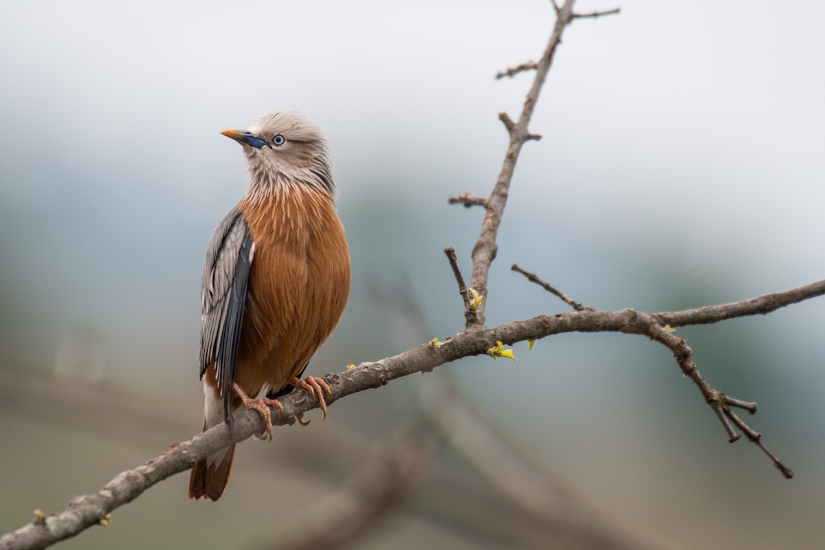 Chestnut-tailed Starling - ML231871641