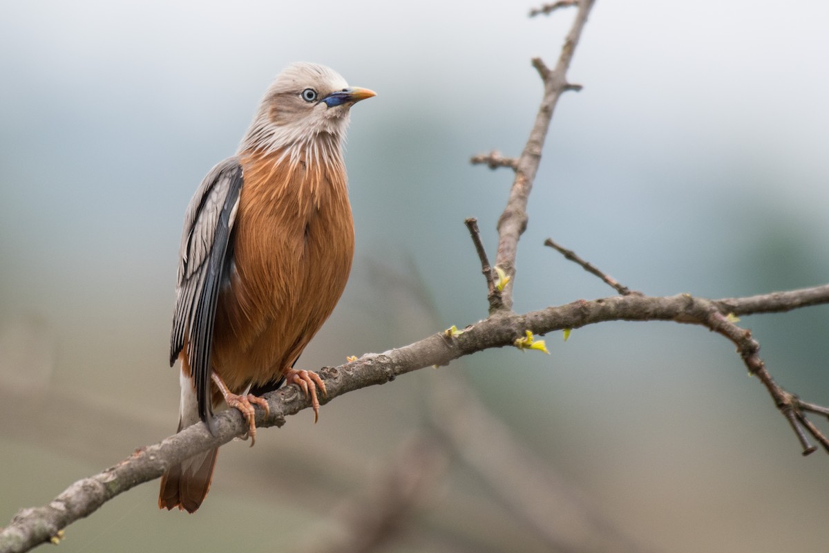 Chestnut-tailed Starling - ML231871701
