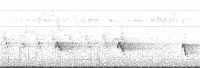 White-eared Honeyeater - ML231873381