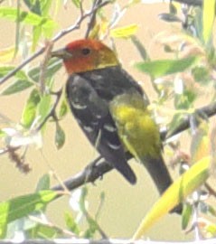 Western Tanager - ML231879831