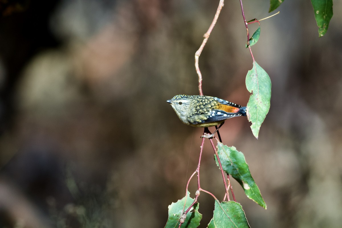 Spotted Pardalote - Joseph Russell
