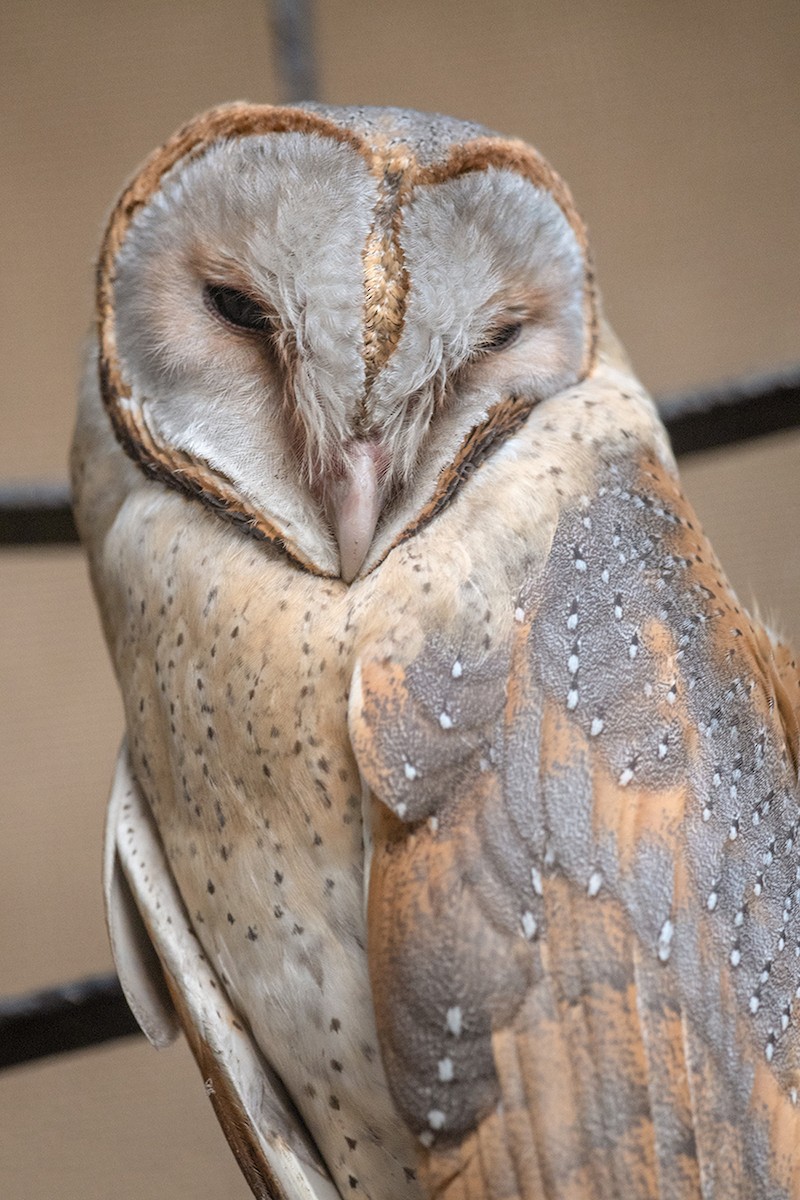 Barn Owl - Aseem Kothiala