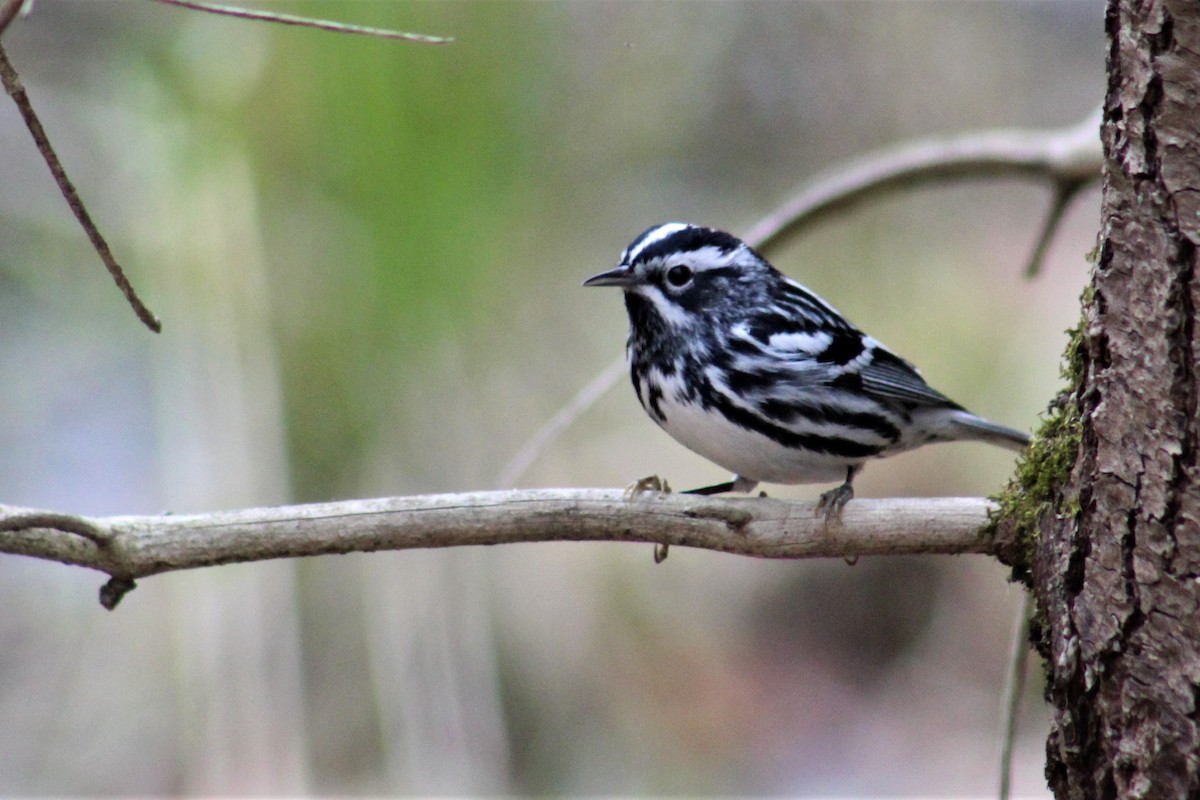 Black-and-white Warbler - Laura Labbe