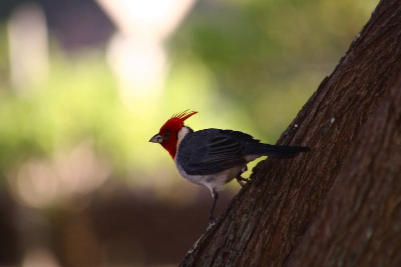 Red-crested Cardinal - ML231883351