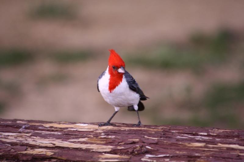 Red-crested Cardinal - ML231883361