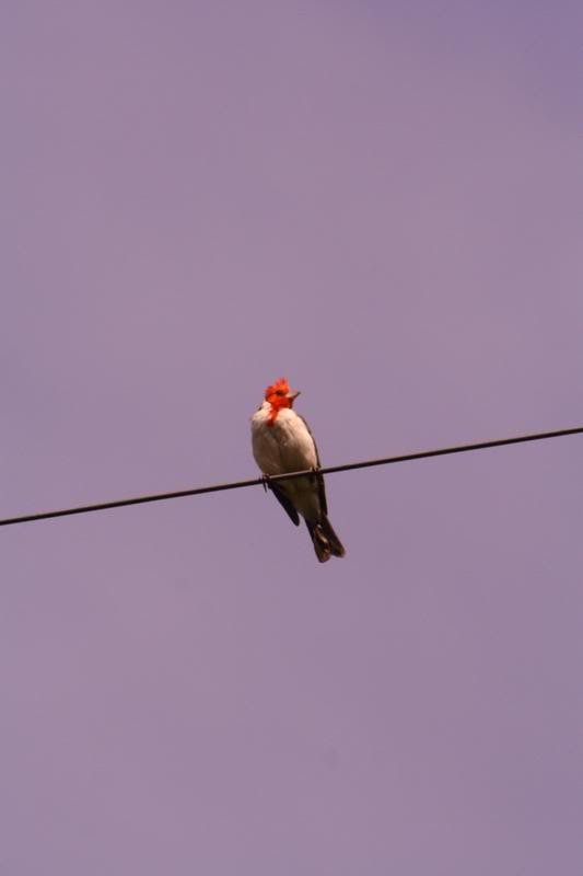 Red-crested Cardinal - ML231884001