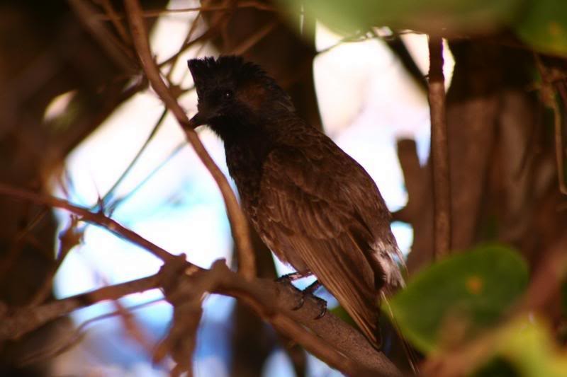 Red-vented Bulbul - ML231884041