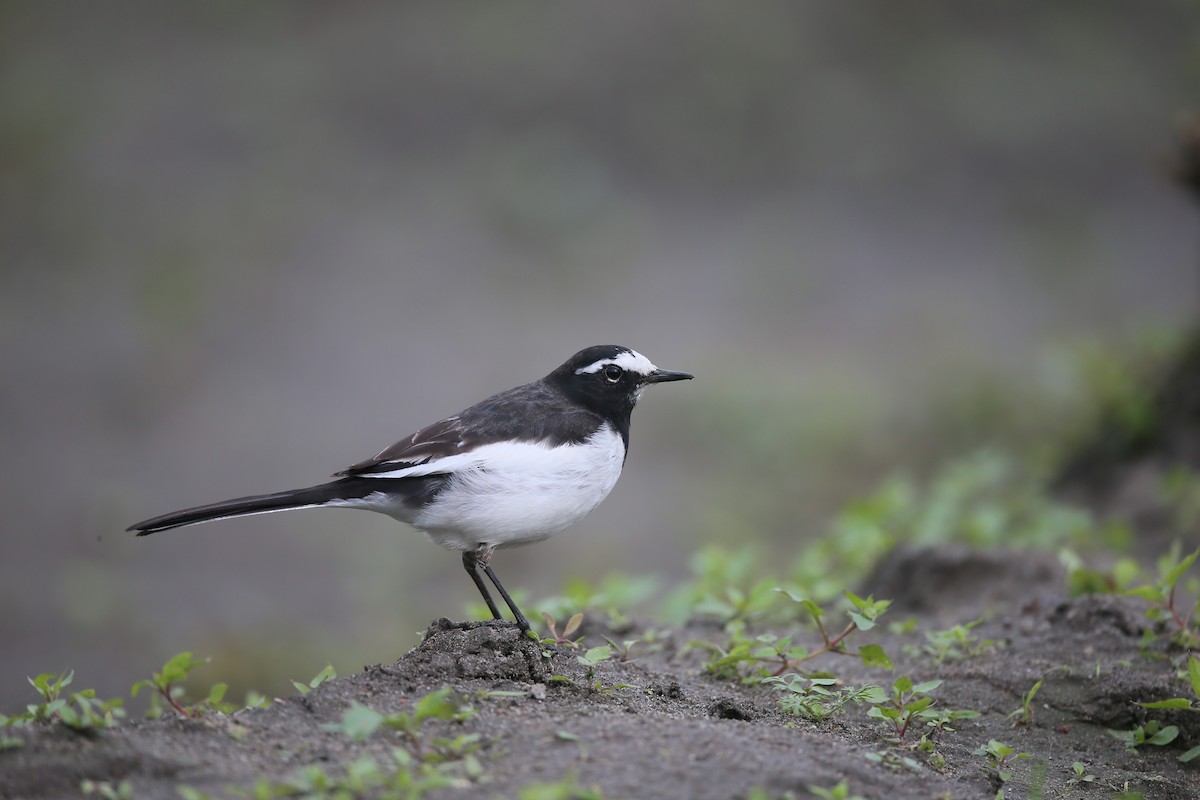 Japanese Wagtail - Ting-Wei (廷維) HUNG (洪)