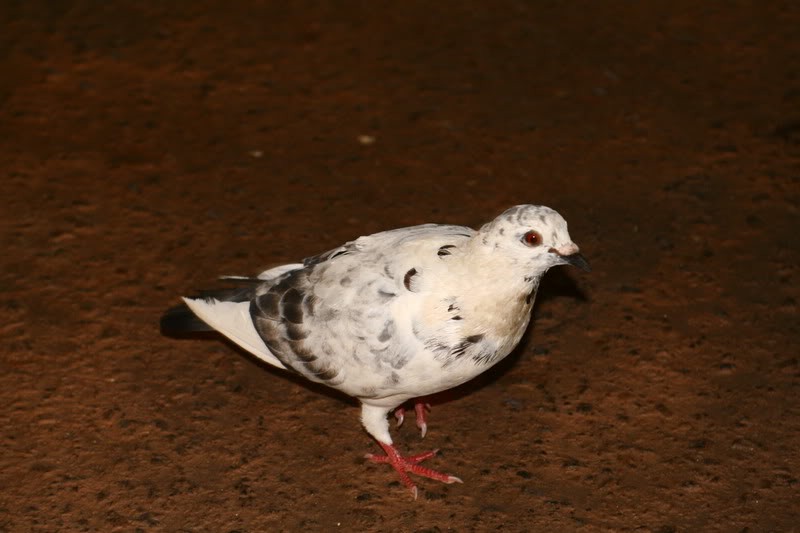 Rock Pigeon (Feral Pigeon) - ML231886701