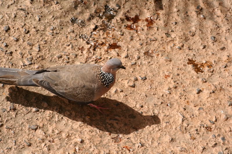 Spotted Dove - ML231886711