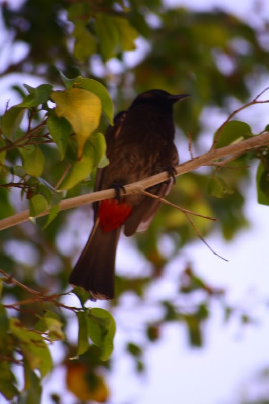 Red-vented Bulbul - ML231887001