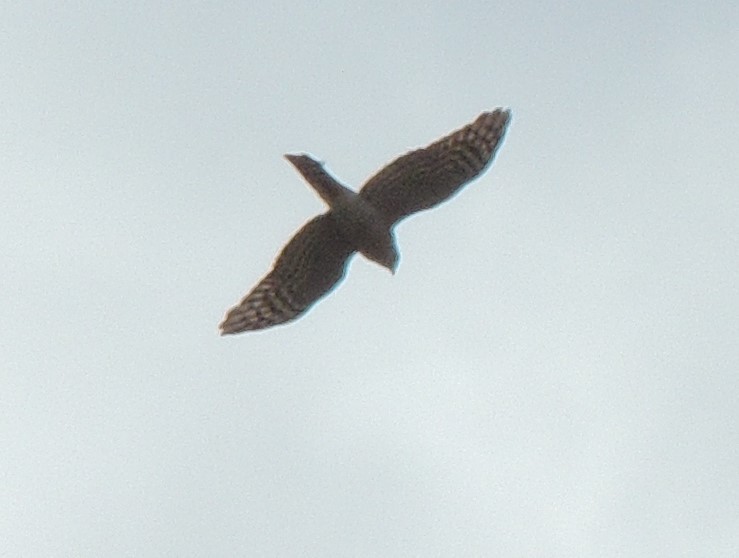 Eurasian Sparrowhawk - ML231887211