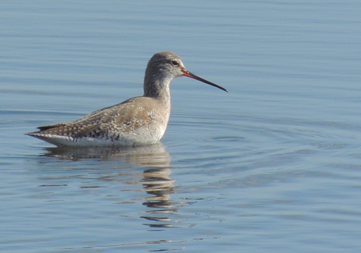 Spotted Redshank - ML231887281