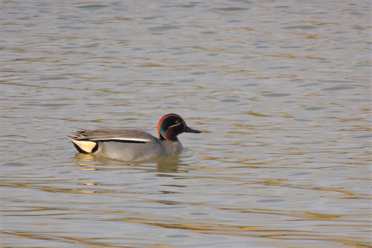 Green-winged Teal - ML231887611