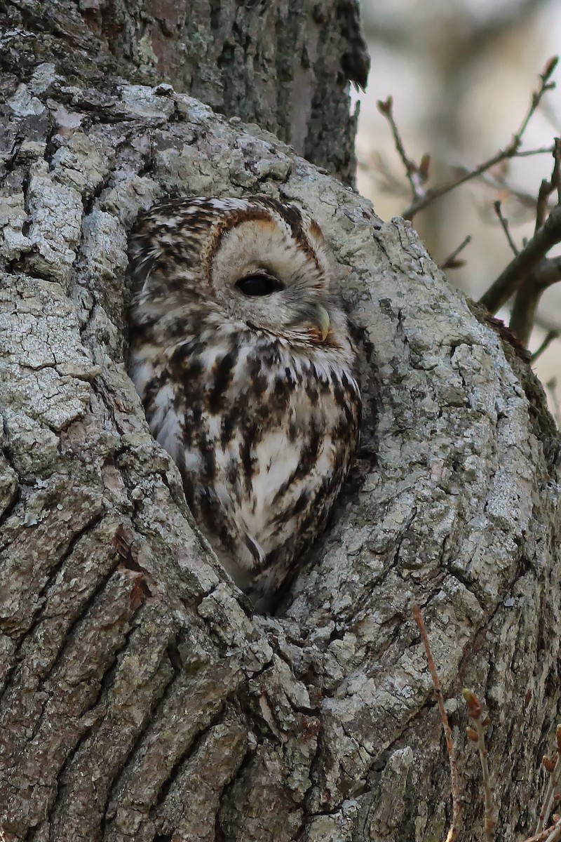 Tawny Owl - ML231893331