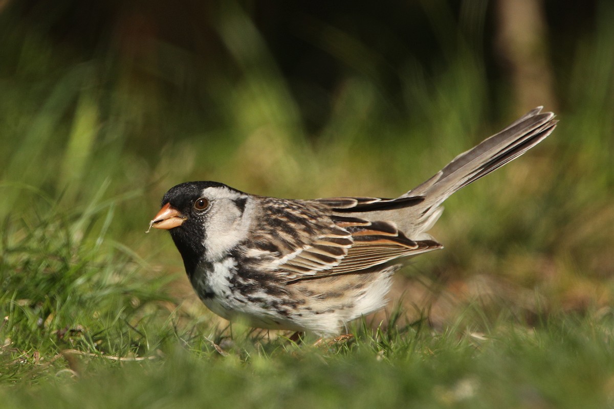 Harris's Sparrow - Bob MacDonnell