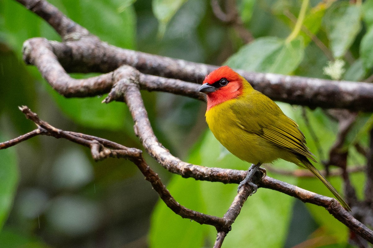 Red-headed Tanager - ML231895011