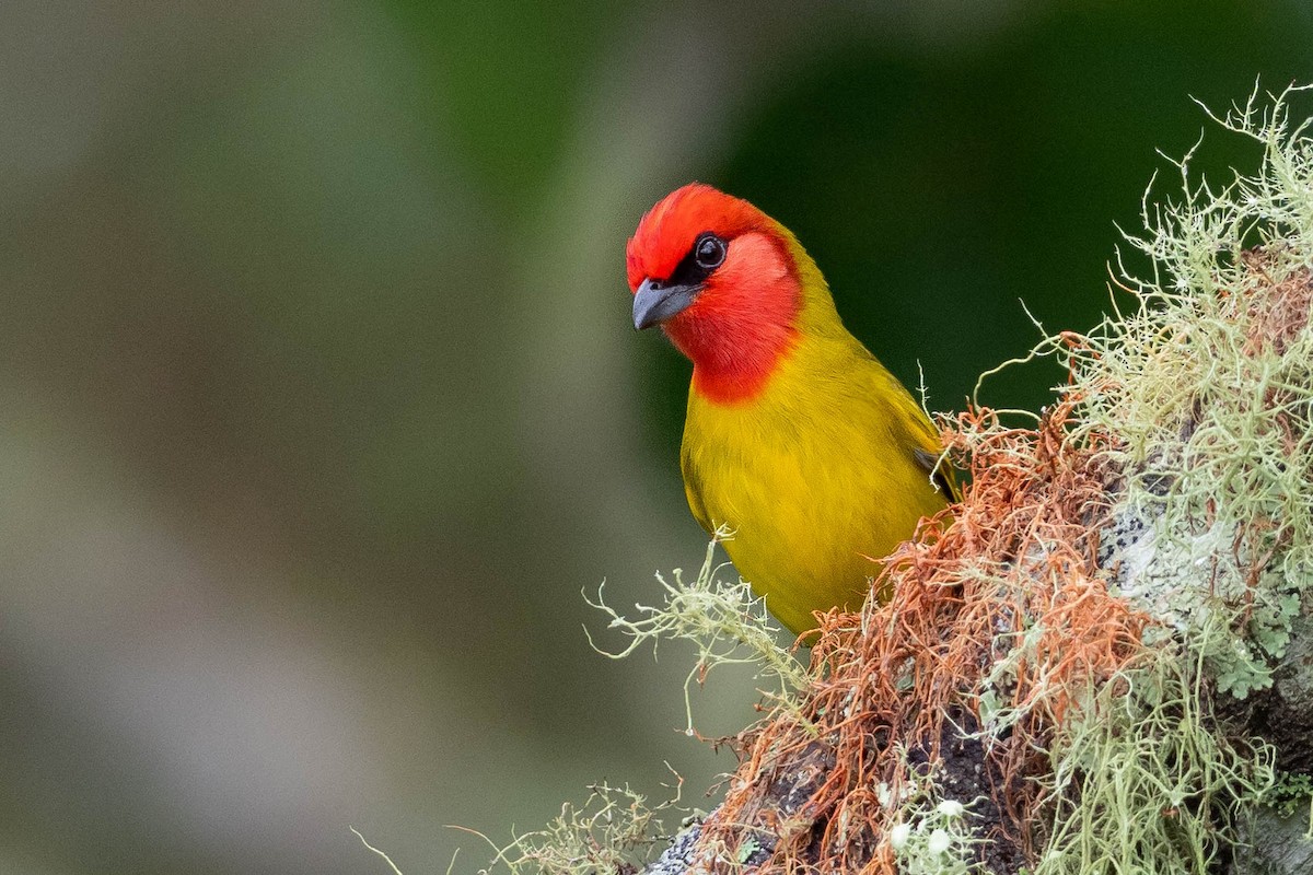 Red-headed Tanager - ML231895021