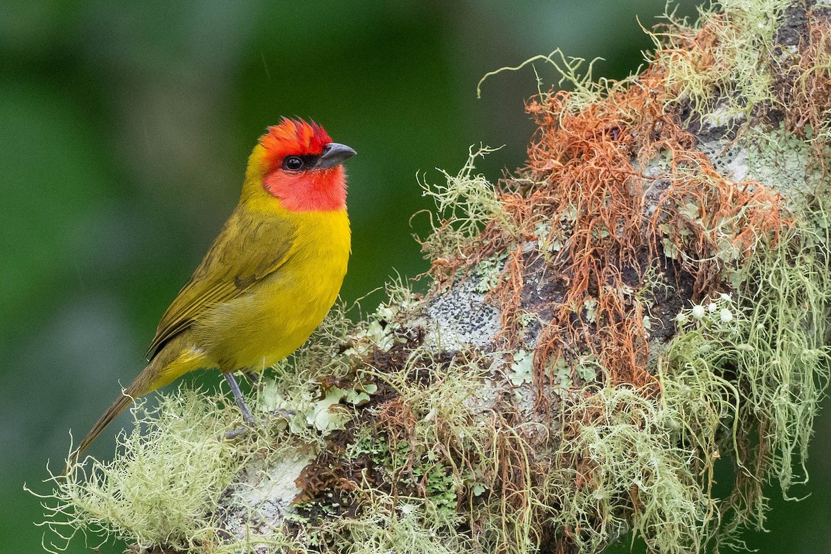Red-headed Tanager - ML231895031