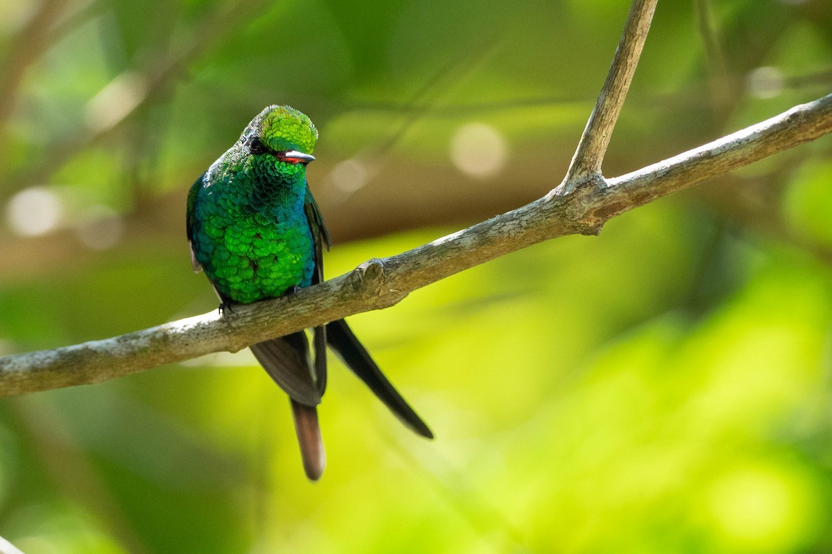 Golden-crowned Emerald - Phil Chaon
