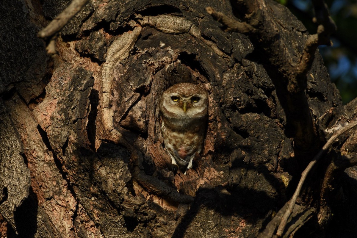 Spotted Owlet - Sanjiv Khanna