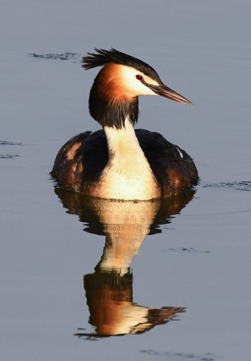 Great Crested Grebe - ML231898491