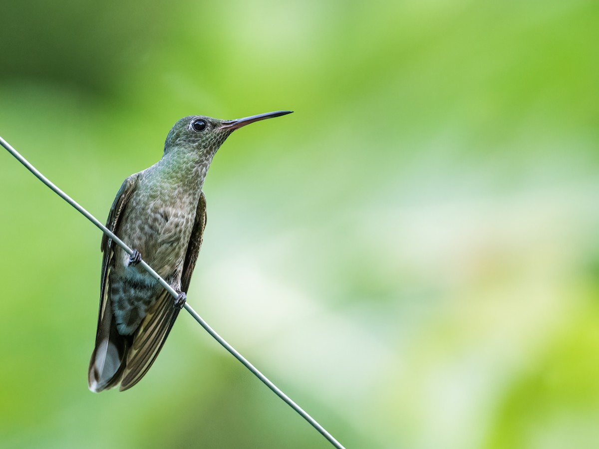 Scaly-breasted Hummingbird (Cuvier's) - ML231899261