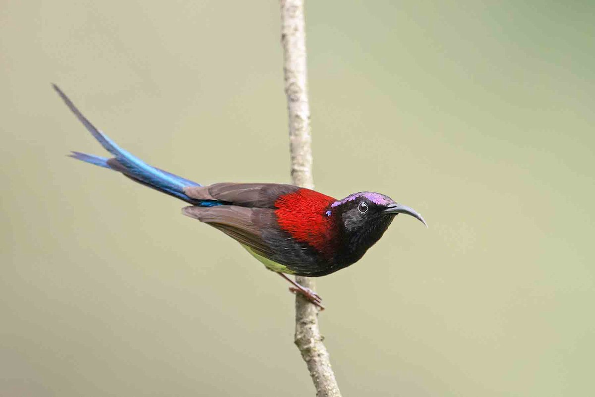 Black-throated Sunbird - Yash Kothiala