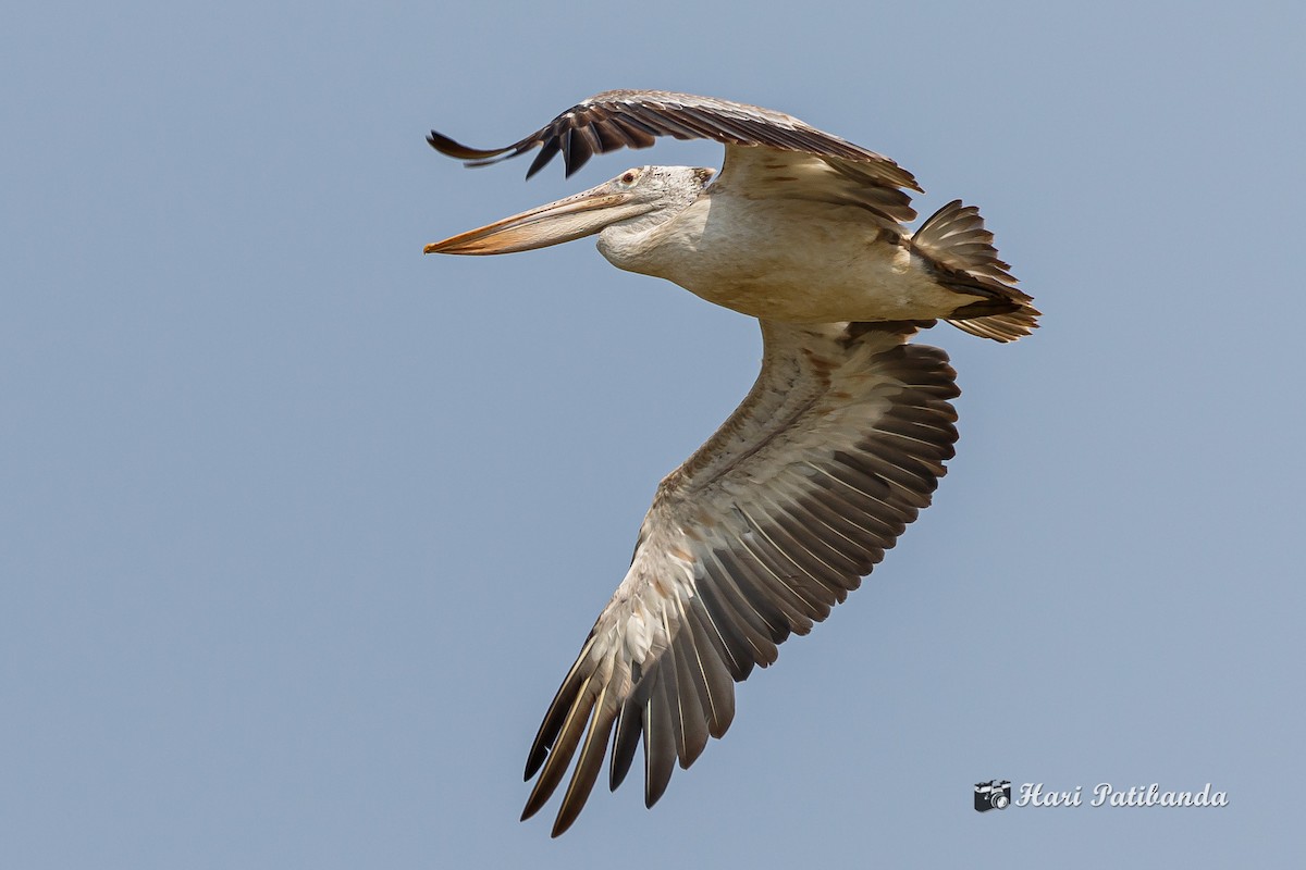 Spot-billed Pelican - Hari K Patibanda